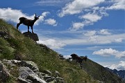 31 Eccoli prima sul versante brembano...